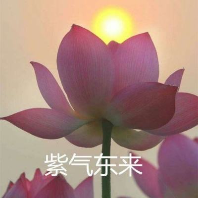 糖糖甜品屋破解版下载